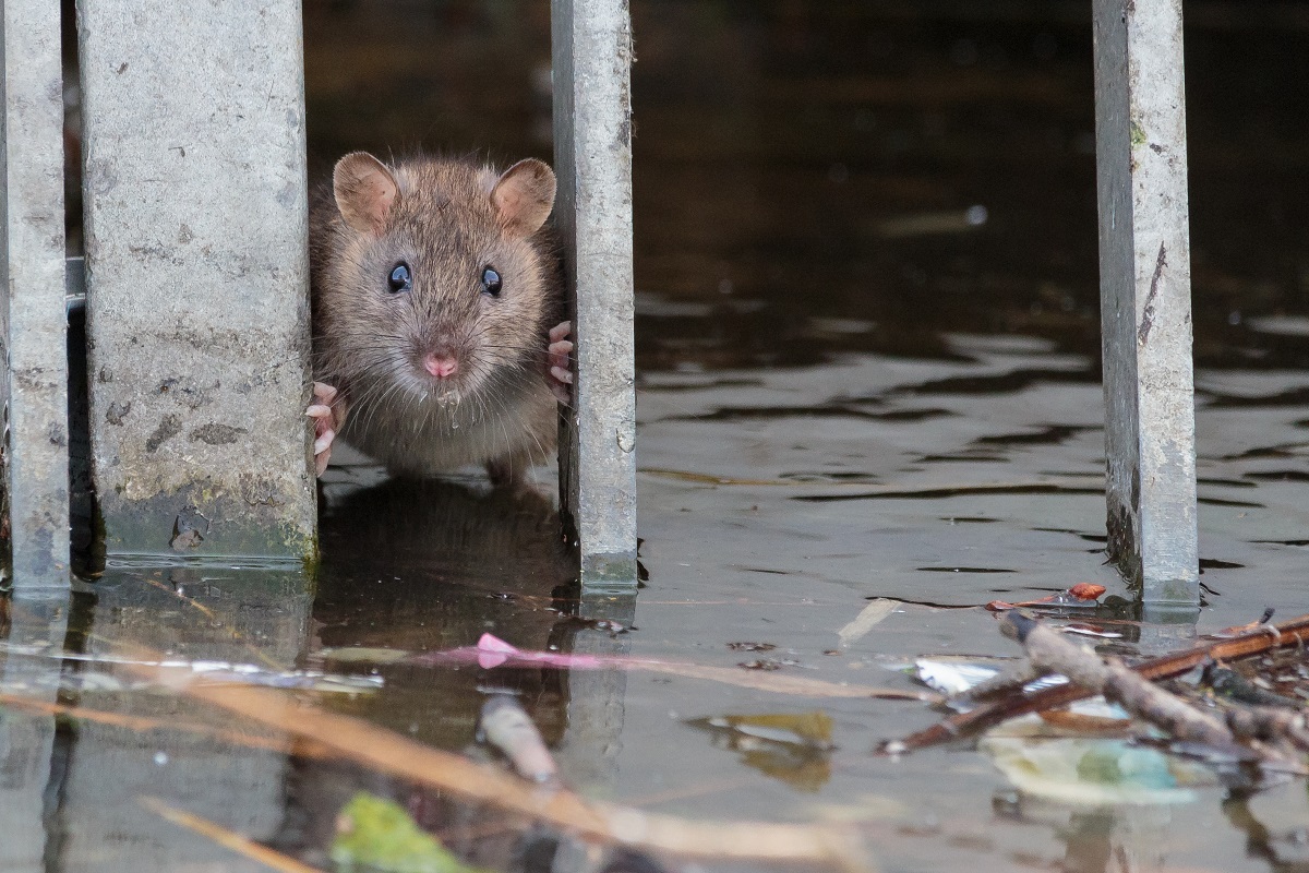 Leptospiroosi esinemine pärast üleujutusi